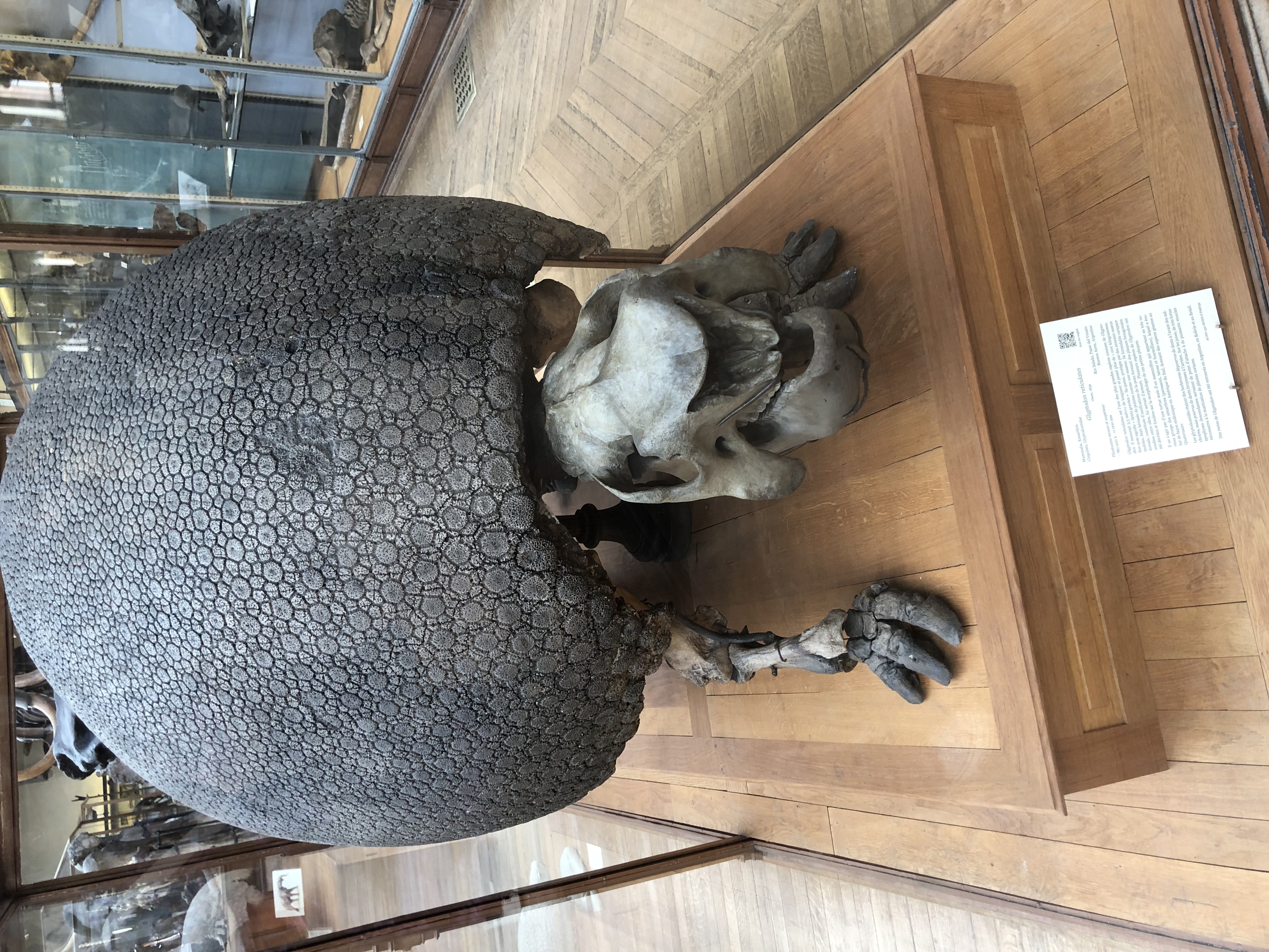 Une des plus grandes espèces connues de Glyptodon